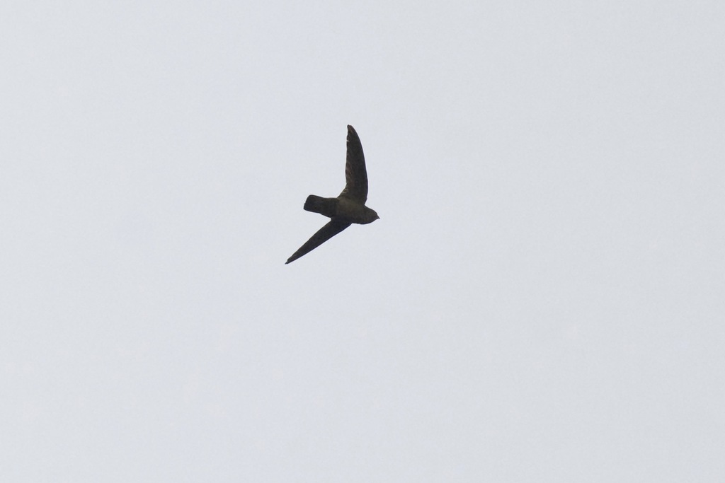 Lesser Antillean Swift photo