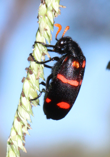 Hycleus hybridus · iNaturalist