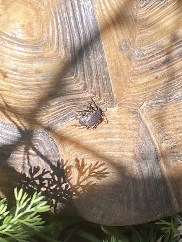Tortoise tick