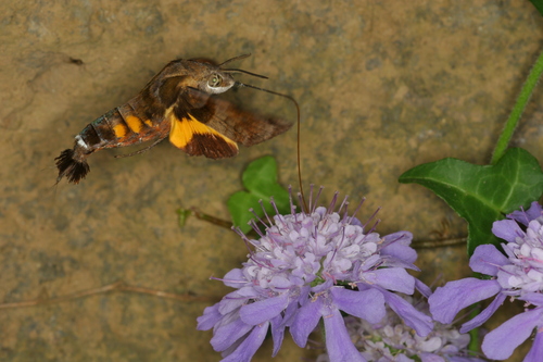 Maile Pilau Hornworm