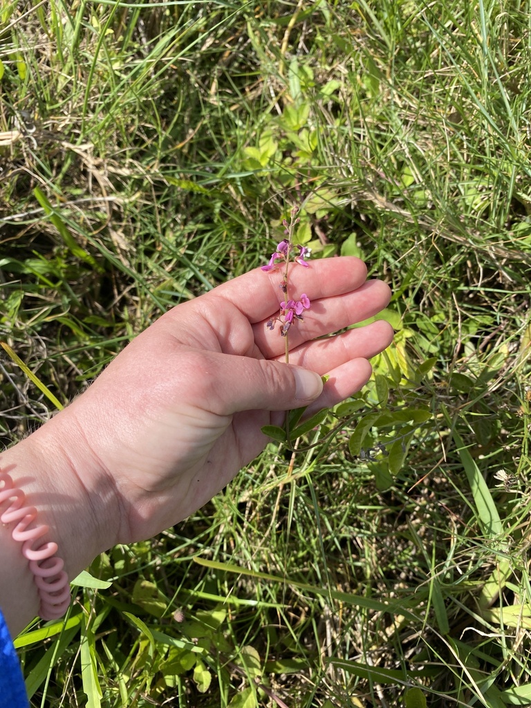 creeping beggarweed from Naples, FL, US on April 22, 2023 at 10:48 AM ...