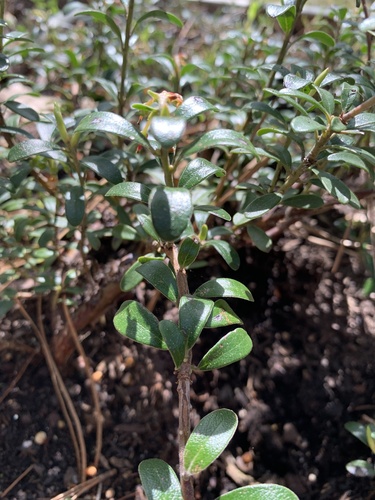 Green Supreme Manzanita foliage
