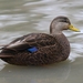 American Black Duck - Photo (c) P. Raja, all rights reserved, uploaded by P Raja