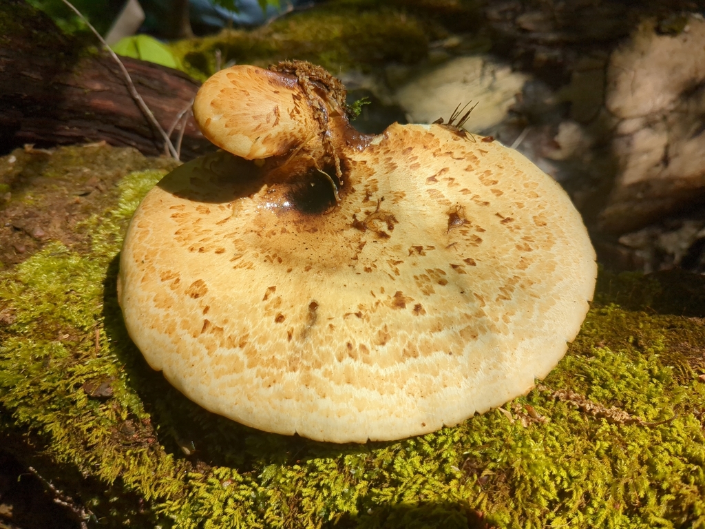 dryad-s-saddle-from-monticello-ky-42633-usa-on-april-22-2023-at-11