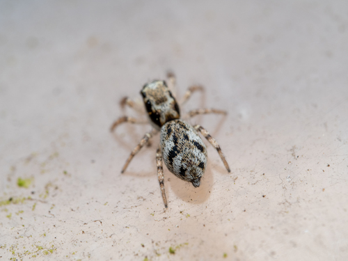 Narrow-banded Zebra Spider