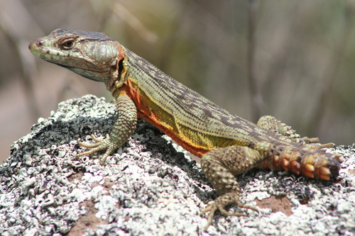 Drakensberg Crag Lizard