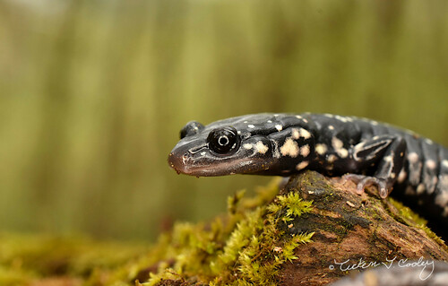 Northern Slimy Salamander