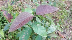 Image of Vismia guianensis