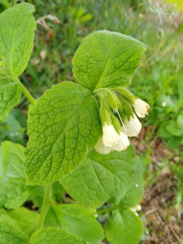 Soft Comfrey