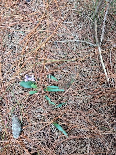 Cynorkis kassneriana