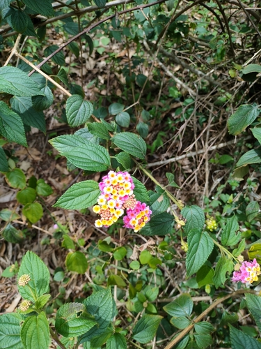 common lantana