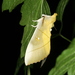 Euhampsonia splendida - Photo 由 Taewoo Kim 所上傳的 (c) Taewoo Kim，保留所有權利