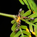 Ferrugineus-group Twig Ants - Photo (c) Zhongqi Wang, all rights reserved, uploaded by Zhongqi Wang