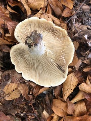 Lactarius vellereus image