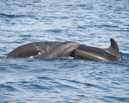 False Killer Whale