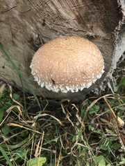 Hemipholiota populnea image