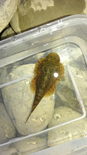 Sinogastromyzon szechuanensis