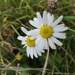 Austrian Chamomile - Photo (c) Sophie Yeo, all rights reserved, uploaded by Sophie Yeo