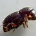 Escarabajo Barrenador Polífago - Photo (c) Erick Munro, todos los derechos reservados, subido por Erick Munro