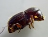 Polyphagous Shot Hole Borer - Photo (c) Erick Munro, all rights reserved, uploaded by Erick Munro