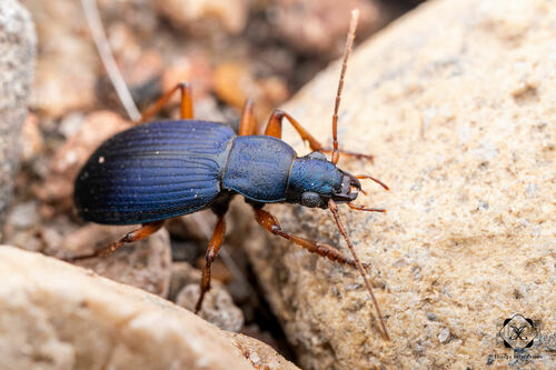 Chlaenius cumatilis LeConte, 1851