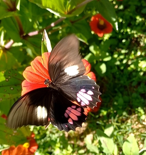 Ruby-spotted Swallowtail