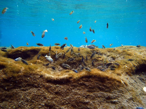 Largescale Pupfish