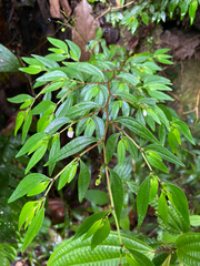 Centradenia inaequilateralis image