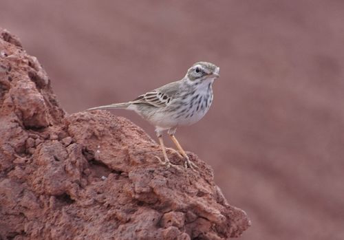 Berthelot's Pipit