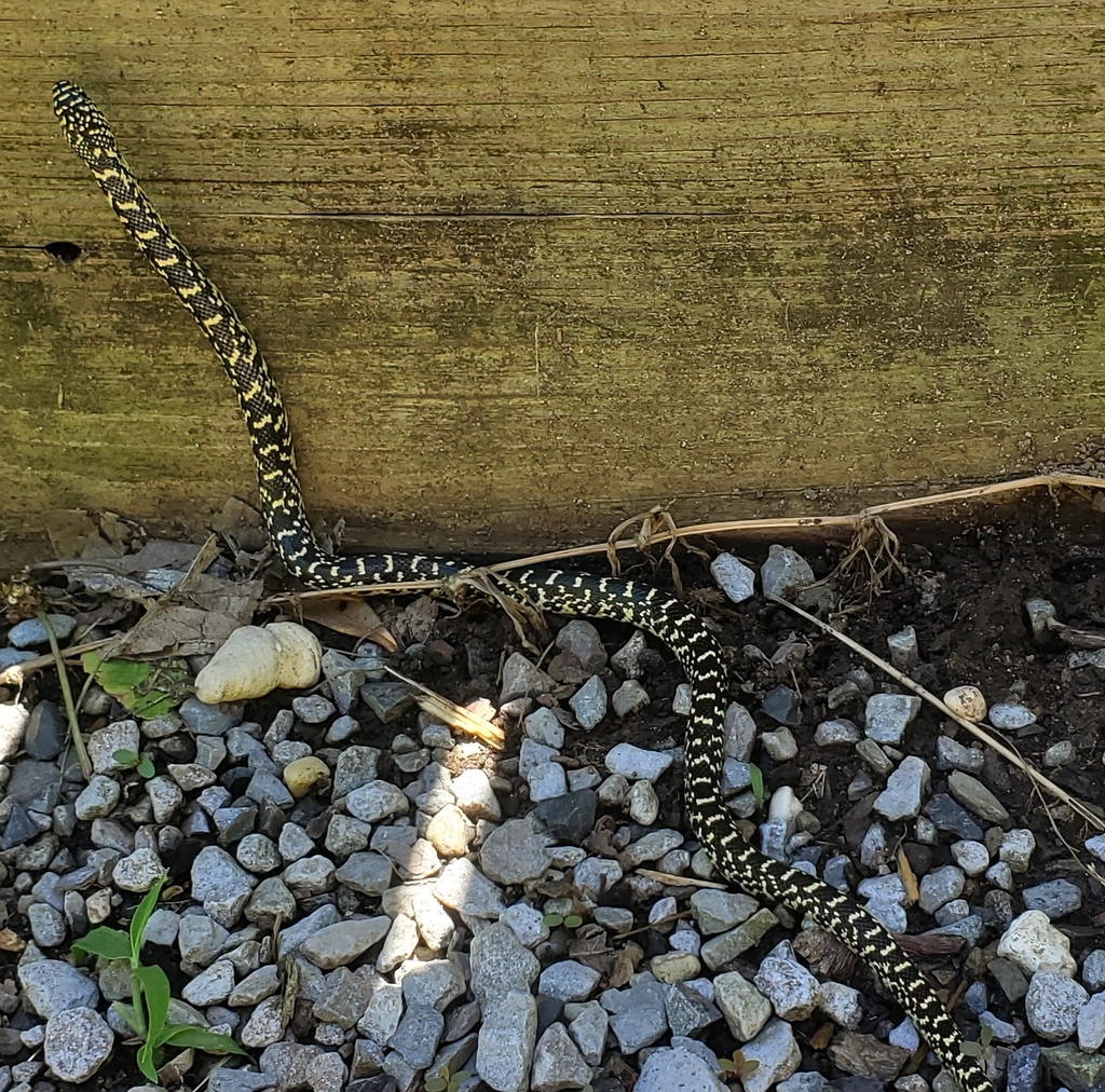 Speckled Kingsnake From South Baton Rouge, Baton Rouge, LA, USA On ...