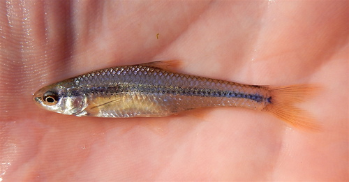 Topeka Shiner