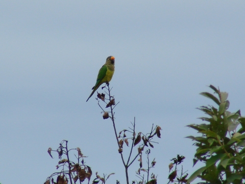 Peach-fronted Parakeet