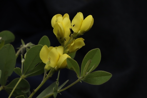 Baptisia X bushii
