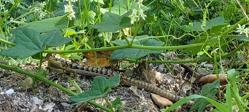 iNaturalist observation photo of Southern Alligator Lizard
