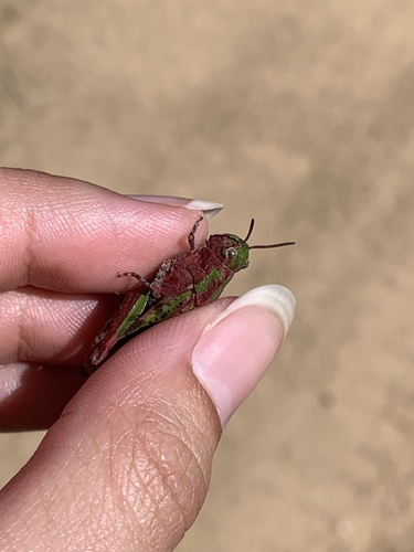 iNaturalist observation photo of Bandwing Grasshoppers