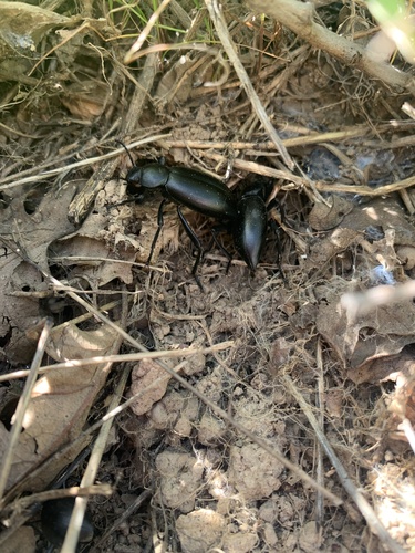 iNaturalist observation photo of Desert Stink Beetles