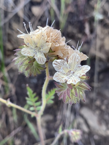 iNaturalist observation photo of distant phacelia