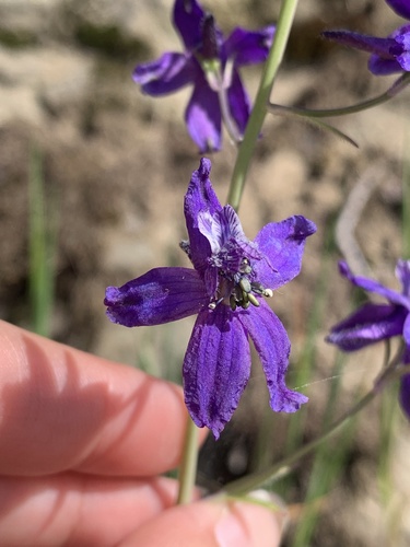iNaturalist observation photo of Zigzag Larkspur