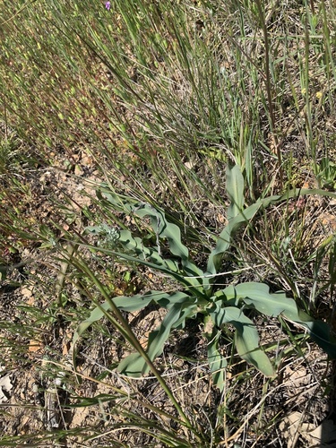 iNaturalist observation photo of wavy-leafed soap plant