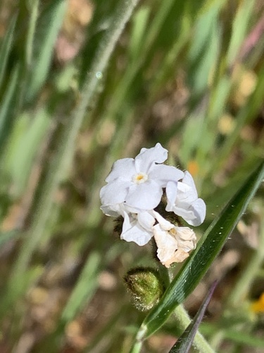 iNaturalist observation photo of Popcornflowers