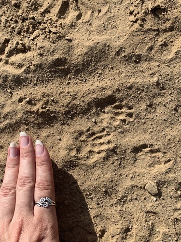 iNaturalist observation photo of Striped Skunk