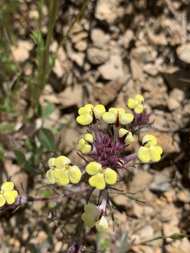 iNaturalist observation photo of butter-and-eggs