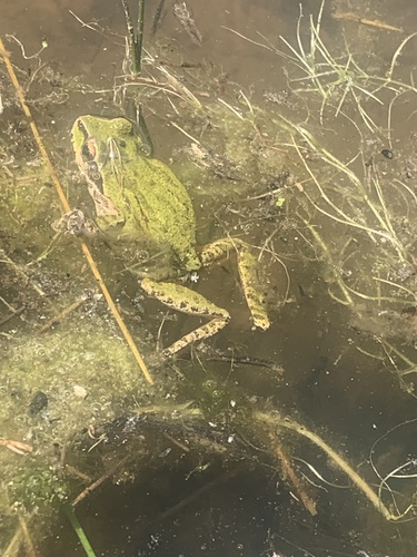 iNaturalist observation photo of Pacific chorus frog