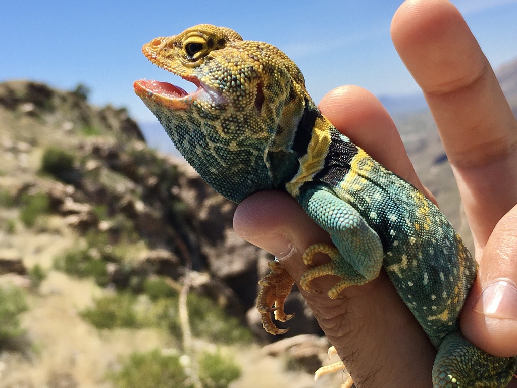Eastern Collared Lizard from Coronado National Forest, Tucson, AZ, US