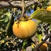 Japanese Persimmon - Photo (c) Leslie, all rights reserved, uploaded by Leslie
