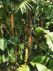 Heliconia wagneriana image
