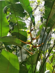 Heliconia latispatha image
