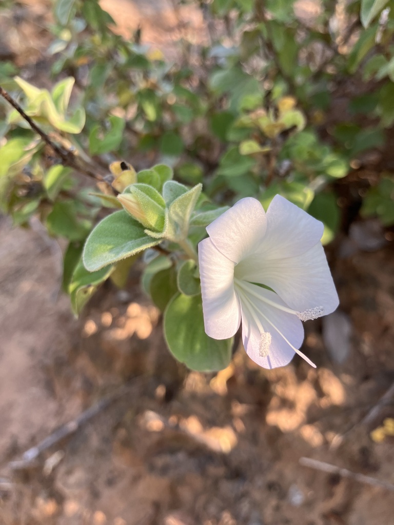 Barleria matopensis from Kruger National Park, Musina, LP, ZA on April ...