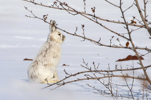 Alaskan Hare observed by rileywyna