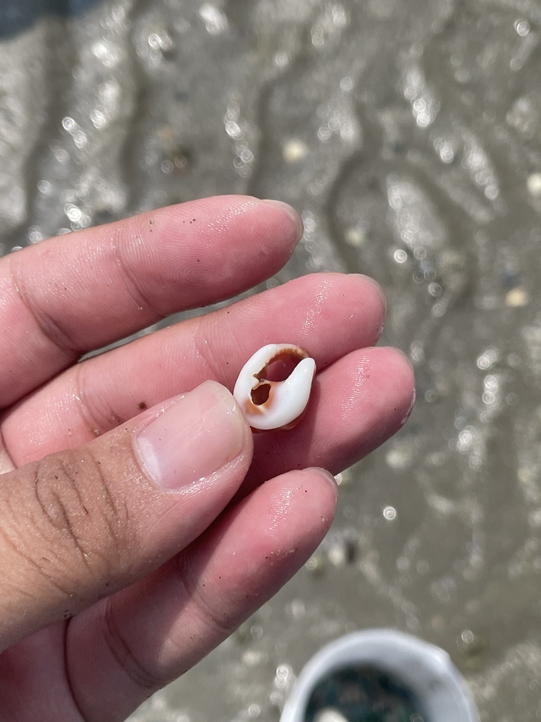 Caenogastropods from อ่าวไทย, Chonburi, TH on April 23, 2023 at 0209